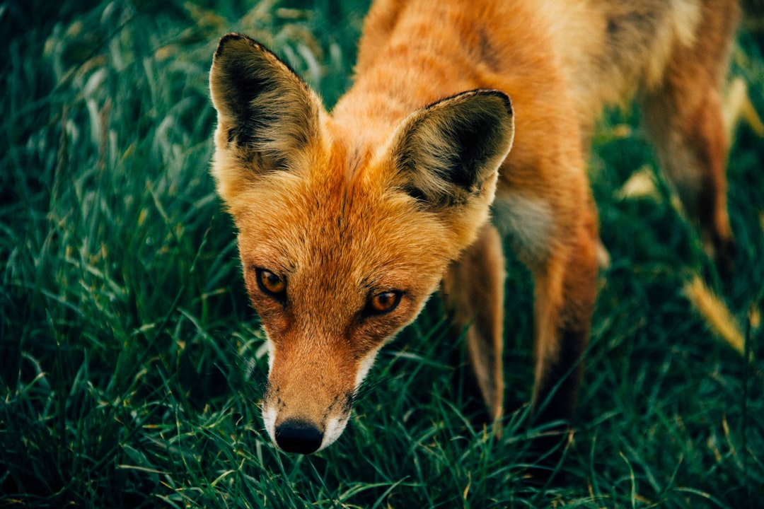 Photo Elegant fox